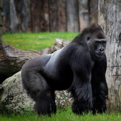 Uganda 
